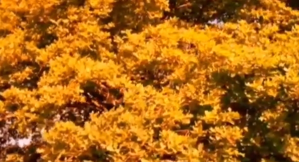 Снежность осени